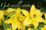 Get Well (Flower)